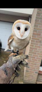 Épouse de la chouette des clochers 2025, Femelle, Oiseau de proie, Bagué