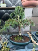 Bonsai 4, Enlèvement