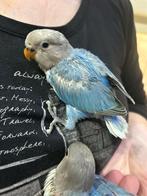Lovebird baby handtam, Dieren en Toebehoren, Tam