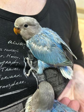 Lovebird baby, Dieren en Toebehoren, Tam