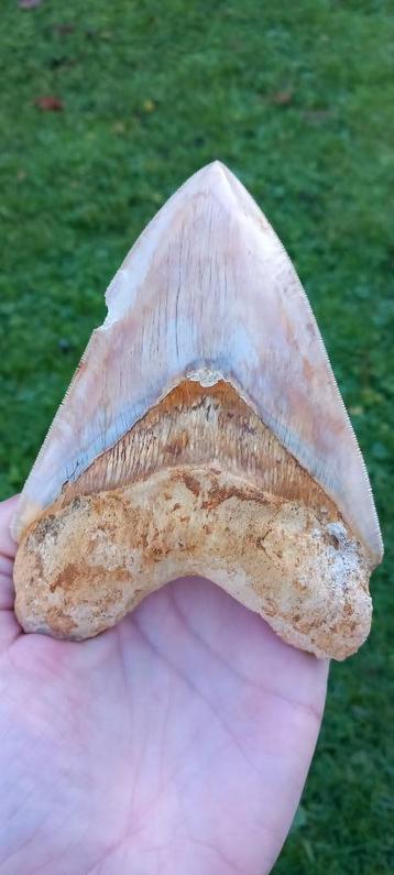 Gigantische Megalodon haaientand uit Indonesië fossiel beschikbaar voor biedingen