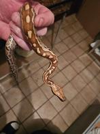 Male python curtus 2025, Dieren en Toebehoren, Reptielen en Amfibieën, Slang