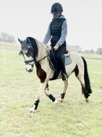 project pony GEZOCHT!!!!, Dieren en Toebehoren