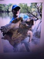 zoek alligatorschilpad, Dieren en Toebehoren, Reptielen en Amfibieën, Schildpad