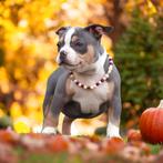 PRACHTIGE AMERICAN BULLY PUPS, België, Overige rassen, 8 tot 15 weken, Meerdere