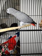 Perroquet gris du Gabon eam 4 mois, Perroquet