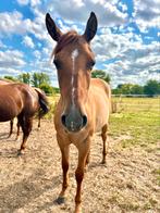 Aqha merrie 2 jaar, Dieren en Toebehoren, Paarden, Merrie, Minder dan 160 cm, Gechipt, 0 tot 2 jaar