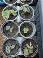 Aardbeiplanten Ostara, Enlèvement ou Envoi, Été