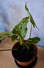 Syngonium mottled mojito stek, Autres espèces, En pot, Moins de 100 cm, Enlèvement