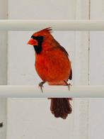 Rode Kardinaal koppel, Dieren en Toebehoren, Vogels | Overige Vogels, Meerdere dieren, Geringd