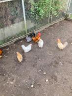 Chabo kippen, Dieren en Toebehoren, Pluimvee, Kip