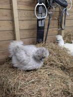 Tamme zijdehoentjes, Dieren en Toebehoren, Pluimvee