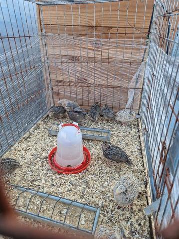 japanse kwartels/vleeskwartels   nog 4 haantjes beschikbaar, Dieren en Toebehoren