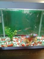 Grenouille africaine à donner avec aquarium, Dieren en Toebehoren, Vissen | Aquaria en Toebehoren, Ophalen, Gebruikt, Gevuld zoetwateraquarium