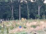 Paardeweide en lange termijninvestering