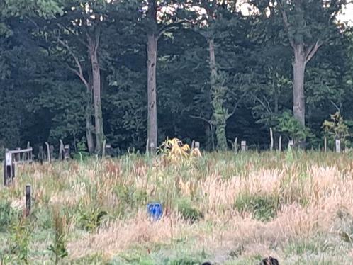 Paardeweide en lange termijninvestering, Dieren en Toebehoren, Stalling en Weidegang