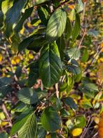 Spork Frangula alnus, Jardin & Terrasse, Plantes | Arbustes & Haies, Enlèvement