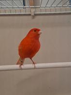 rode kanarie, Mannelijk, Kleurkanarie