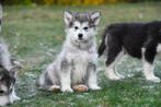 Alaskan Malamute pups te koop, Dieren en Toebehoren, Honden | Poolhonden, Keeshonden en Oertypen, CDV (hondenziekte), Meerdere
