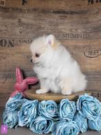 Pomeriaan / pom / pomeranian / Poméranie, Dieren en Toebehoren, Honden | Poolhonden, Keeshonden en Oertypen, België, Keeshond