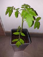Plants de tomates, Tuin en Terras, Planten | Fruitbomen, Ophalen