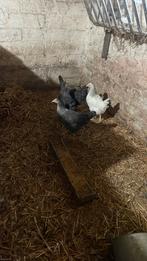 Kippen, Dieren en Toebehoren, Pluimvee