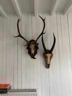 2 grote dieren schedel geweien, Verzamelen, Dierenverzamelingen, Ophalen, Zo goed als nieuw
