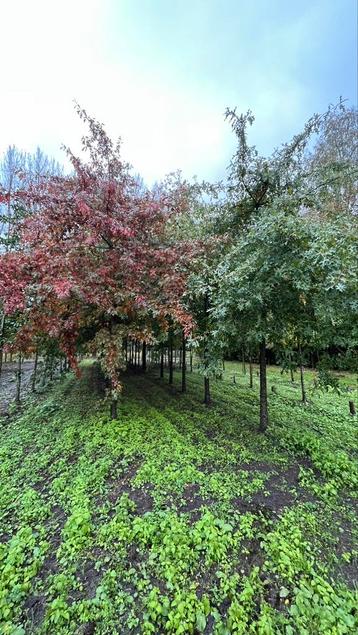 Quercus palustrus moeraseikbomen in maten leverbaar  beschikbaar voor biedingen