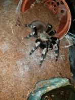 nhandu chromatus tarantula, Animaux & Accessoires, Insectes & Araignées