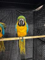 Ara blauwe gele man 4 maanden, Dieren en Toebehoren