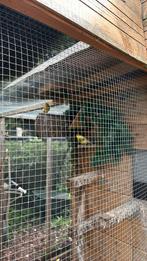 Kanaries, Dieren en Toebehoren, Vogels | Kanaries