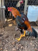 Sportieve shamo haan, Animaux & Accessoires