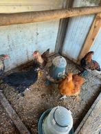 Jonge kippen, Dieren en Toebehoren