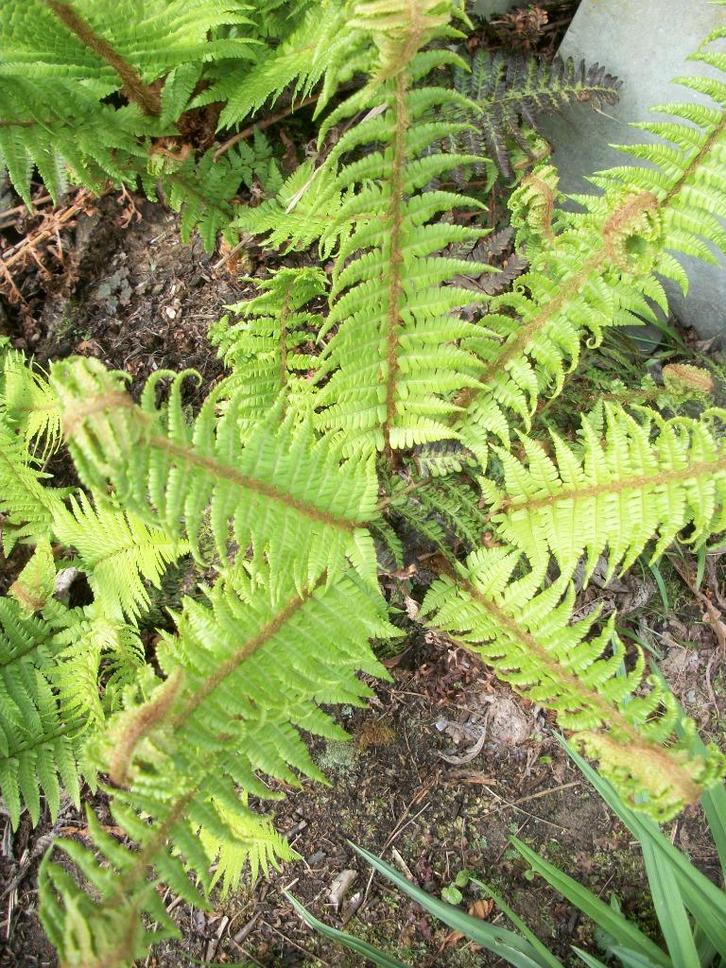 Varens, Tuin en Terras, Planten | Tuinplanten, Vaste plant, Varens, Halfschaduw, Ophalen