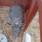 Vleeskonijn voedster, Dieren en Toebehoren, Vrouwelijk, Middelgroot, 0 tot 2 jaar