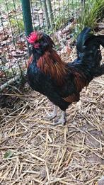 Jeune coq de Glimes