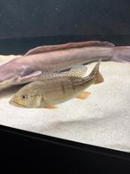 Cichla melaniae xingu, Dieren en Toebehoren, Vissen | Aquariumvissen, Vis, Zoetwatervis