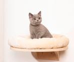 NIEUW! Wandligbed “Dahlia” voor katten, Animaux & Accessoires, Paniers pour chats, Enlèvement ou Envoi, Neuf
