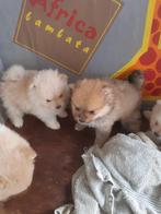 mooie pomeriaantjes, Animaux & Accessoires, Chiens | Huskys, Loulous & Types primitifs, Loulou, Belgique, 8 à 15 semaines, Plusieurs