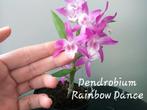 Bloeiende Japanse Orchidee Dendrobium Rainbow Dance, Ophalen of Verzenden