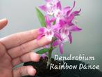 Japanse Orchidee Dendrobium Rainbow Dance, Ophalen of Verzenden