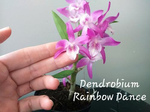 Bloeiende Japanse Orchidee Dendrobium Rainbow Dance, Huis en Inrichting, Kamerplanten, Ophalen of Verzenden