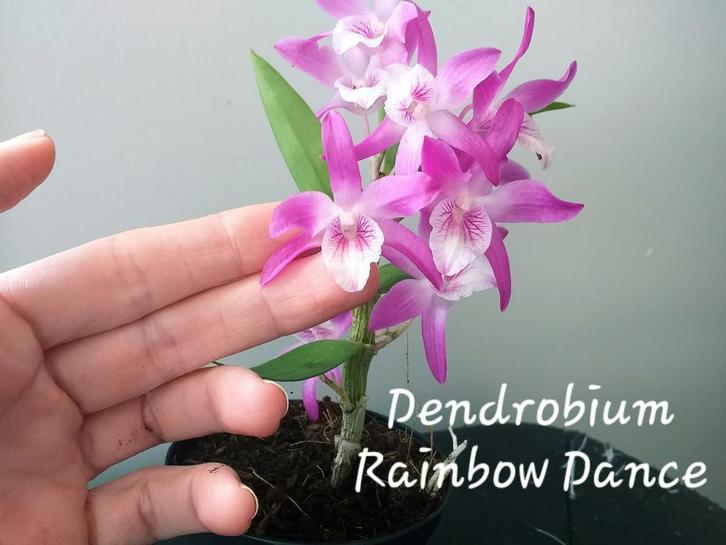 Japanse Orchidee Dendrobium Rainbow Dance, Huis en Inrichting, Kamerplanten, Ophalen of Verzenden