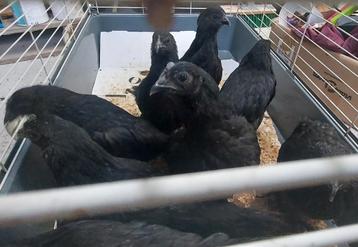 Jonge Cemani haantjes - puur ras beschikbaar voor biedingen