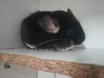 Chinchilla duo: Moeder en dochter, Chinchilla, April, Meerdere dieren, Tam