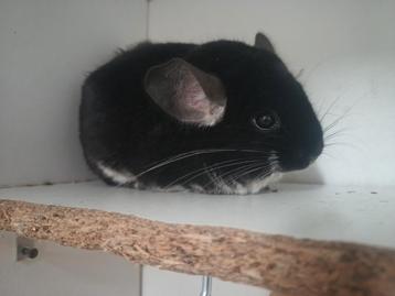 Chinchilla duo: Moeder en dochter  beschikbaar voor biedingen