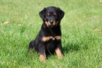 Rottweiler pups te koop, Dieren en Toebehoren, Honden | Bulldogs, Pinschers en Molossers, België, Reu, CDV (hondenziekte), 8 tot 15 weken