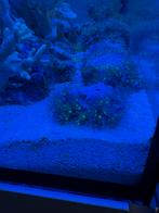 Briareum sp Green (Starpoliep), Dieren en Toebehoren, Vissen | Aquariumvissen, Overige typen, Zoutwatervis