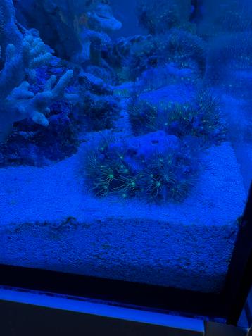 Briareum sp Green (Starpoliep) beschikbaar voor biedingen