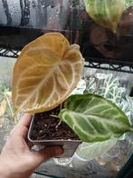 Anthurium cristallinum, Maison & Meubles, Plantes d'intérieur, Autres espèces, En pot, Moins de 100 cm, Enlèvement